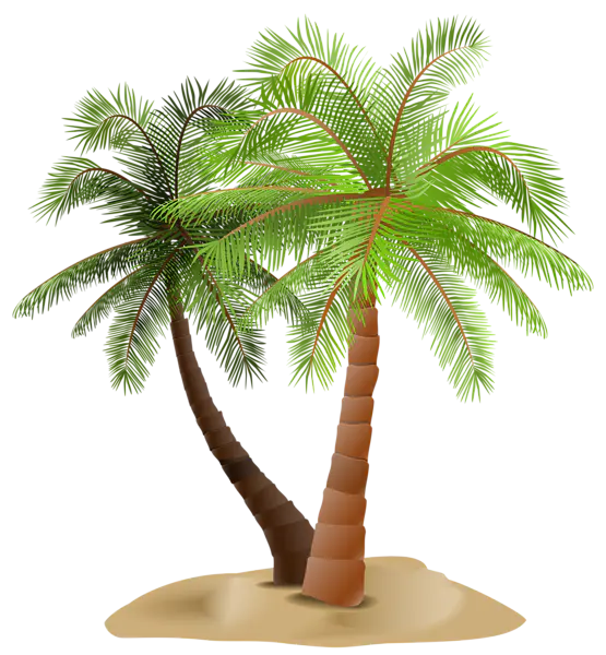 【PNG素材网-png.mixinnet.cn】棕榈树 [555x600]