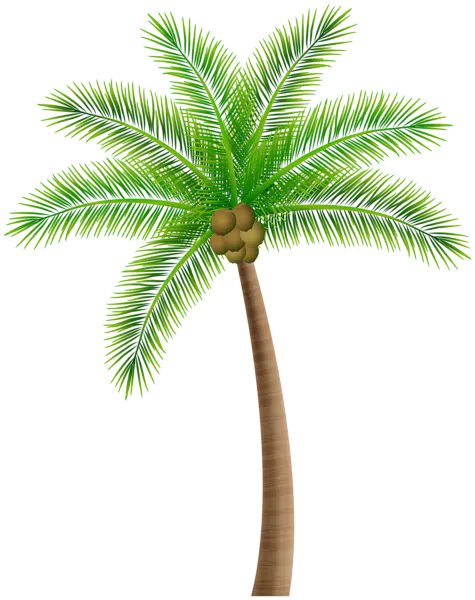 【PNG素材网-png.mixinnet.cn】棕榈树 [475x600]