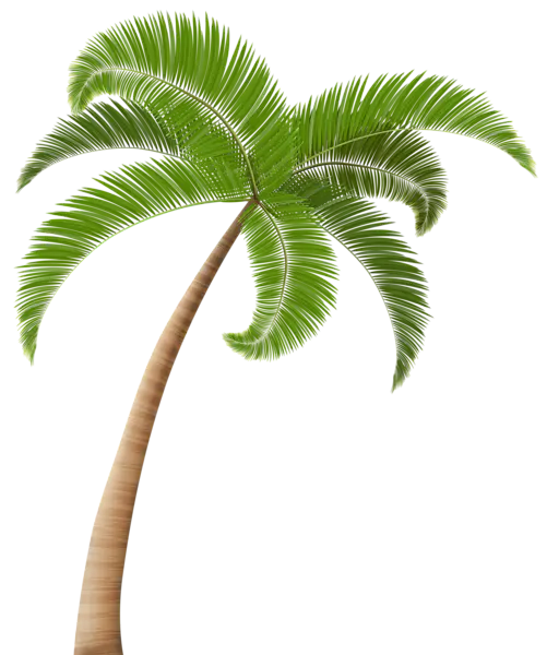 【PNG素材网-png.mixinnet.cn】棕榈树 [501x600]