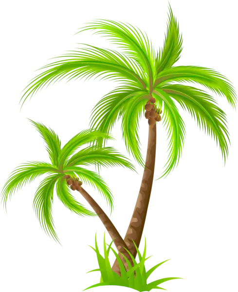【PNG素材网-png.mixinnet.cn】棕榈树 [4894x6000]