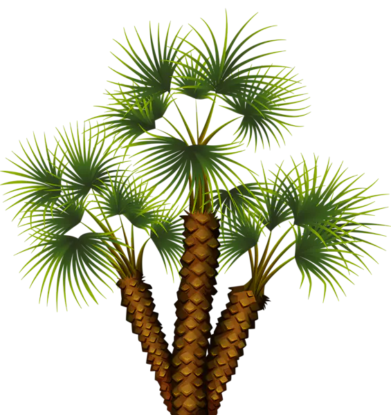 【PNG素材网-png.mixinnet.cn】棕榈树 [565x600]