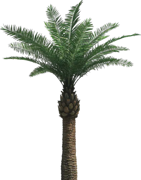 【PNG素材网-png.mixinnet.cn】棕榈树 [1129x1438]
