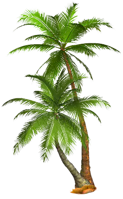 【PNG素材网-png.mixinnet.cn】棕榈树 [253x409]