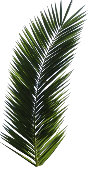 【觅图网-pic.51mitu.com】棕榈树 [900x1700]