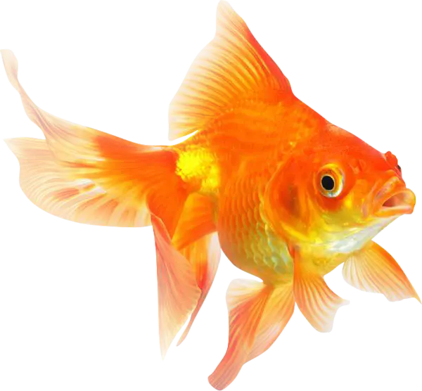 【PNG素材网-png.mixinnet.cn】金鱼[678x628]