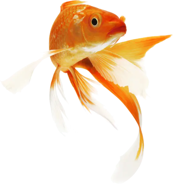 【PNG素材网-png.mixinnet.cn】金鱼[1135x1208]