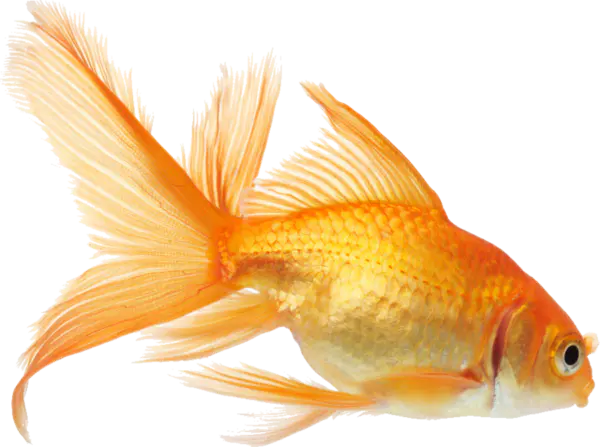 【PNG素材网-png.mixinnet.cn】金鱼[805x600]