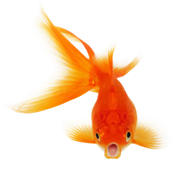 【PNG素材网-png.mixinnet.cn】金鱼[894x894]