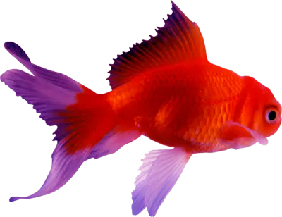 【PNG素材网-png.mixinnet.cn】金鱼[400x308]