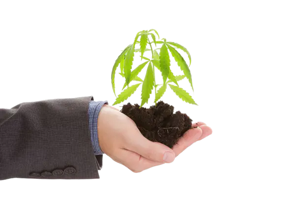 【PNG素材网-png.mixinnet.cn】手捧大麻植物