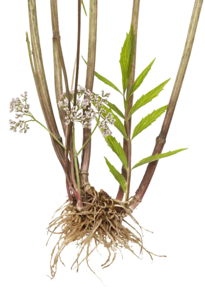 【PNG素材网-png.mixinnet.cn】缬草植物
