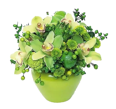 【PNG素材网-png.mixinnet.cn】一盆植物