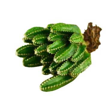 【PNG素材网-png.mixinnet.cn】仙人掌植物