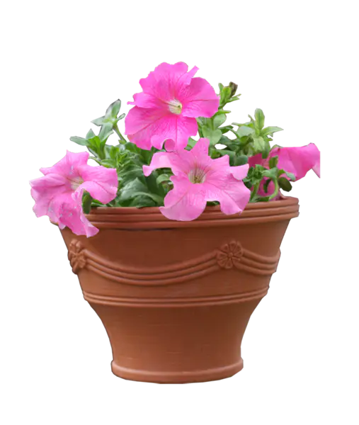 【觅图网-pic.51mitu.com】矮牵牛植物实物素材