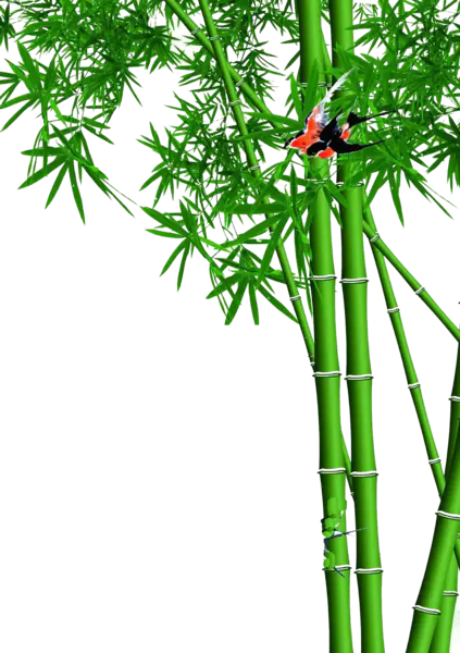 【PNG素材网-png.mixinnet.cn】绿色竹子[1280x1816]