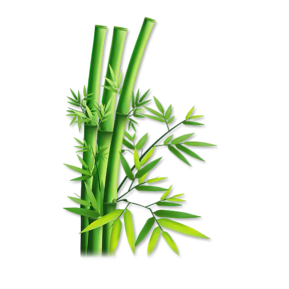 【PNG素材网-png.mixinnet.cn】绿色竹子[576x576]