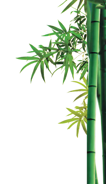 【PNG素材网-png.mixinnet.cn】绿色竹子[1508x2608]