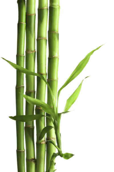 【PNG素材网-png.mixinnet.cn】绿色竹子[413x620]