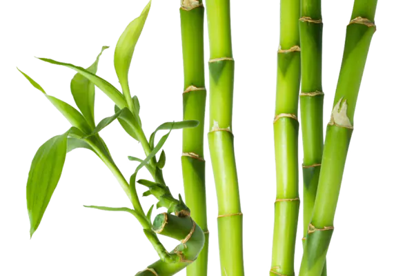 【PNG素材网-png.mixinnet.cn】绿色竹子[1778x1185]