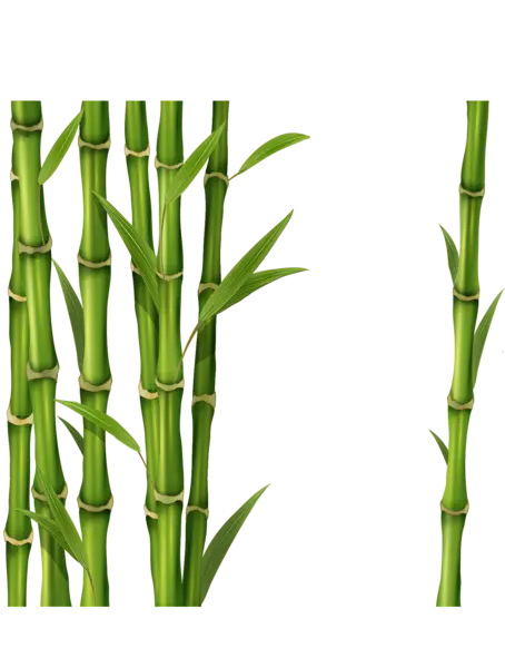 【PNG素材网-png.mixinnet.cn】绿色竹子[1361x1797]