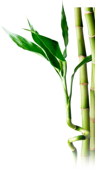 【觅图网-pic.51mitu.com】绿色竹子[455x830]