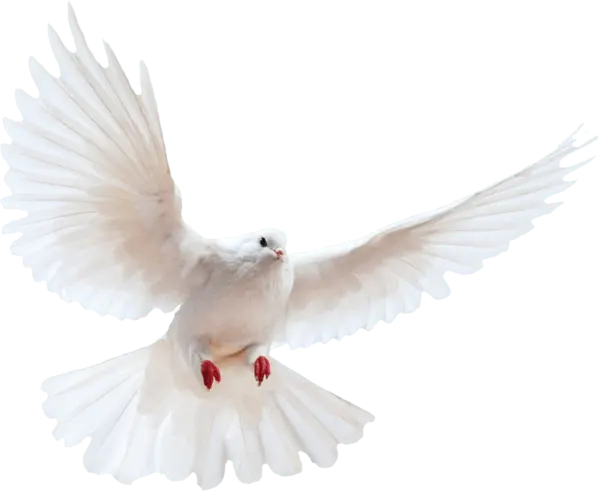 【PNG素材网-png.mixinnet.cn】鸽子素材