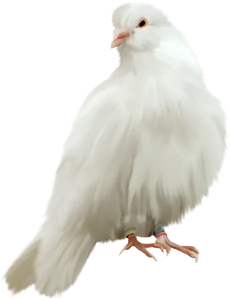 【PNG素材网-png.mixinnet.cn】鸽子素材