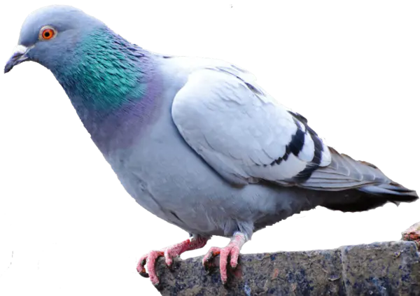 【PNG素材网-png.mixinnet.cn】鸽子素材