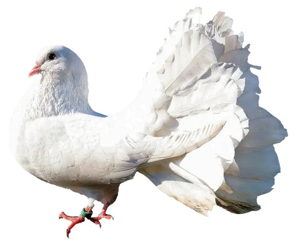 【PNG素材网-png.mixinnet.cn】鸽子素材