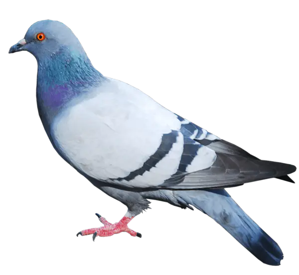 【PNG素材网-png.mixinnet.cn】鸽子素材