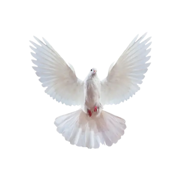 【PNG素材网-png.mixinnet.cn】鸽子素材