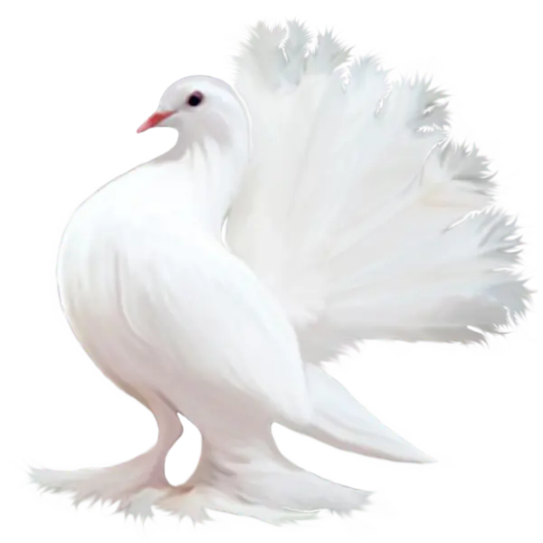 【PNG素材网-png.mixinnet.cn】鸽子素材