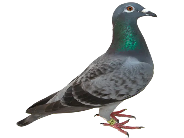 【PNG素材网-png.mixinnet.cn】鸽子素材