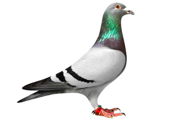 【PNG素材网-png.mixinnet.cn】鸽子素材