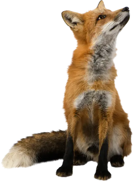 【PNG素材网-png.mixinnet.cn】狐狸(550x661)