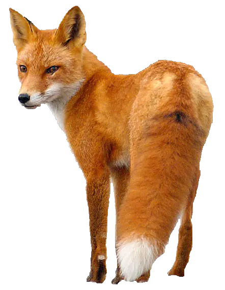 【PNG素材网-png.mixinnet.cn】狐狸(512x433)