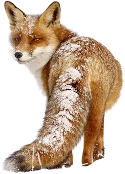 【PNG素材网-png.mixinnet.cn】狐狸(600x528)