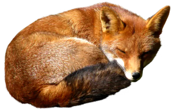 【PNG素材网-png.mixinnet.cn】狐狸(583x800)