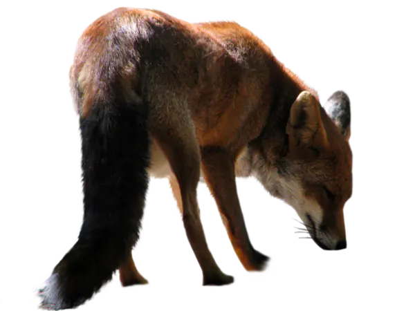 【PNG素材网-png.mixinnet.cn】狐狸(148x100)