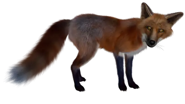 【PNG素材网-png.mixinnet.cn】狐狸(431x292)