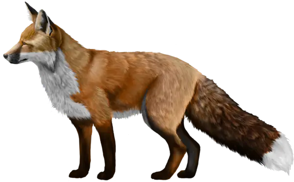 【PNG素材网-png.mixinnet.cn】狐狸(400x526)