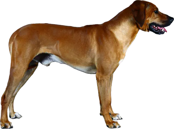 【PNG素材网-png.mixinnet.cn】狗狗(151)