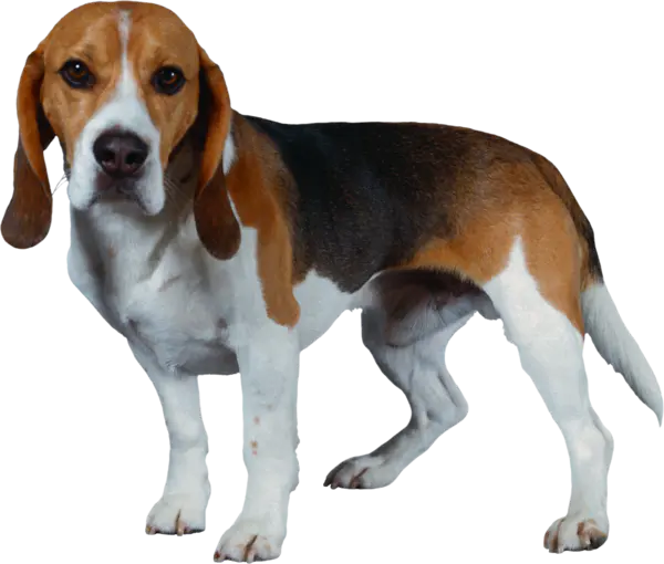 【PNG素材网-png.mixinnet.cn】狗狗(148)