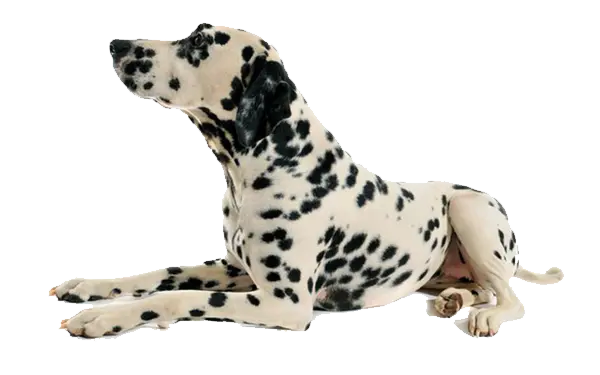 【PNG素材网-png.mixinnet.cn】狗狗(131)