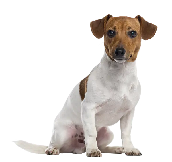 【PNG素材网-png.mixinnet.cn】狗狗(116)