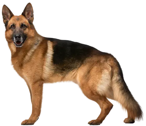 【PNG素材网-png.mixinnet.cn】狗狗(112)