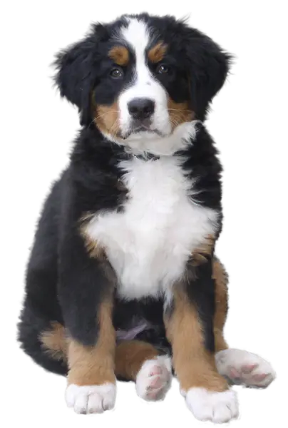 【PNG素材网-png.mixinnet.cn】狗狗(108)