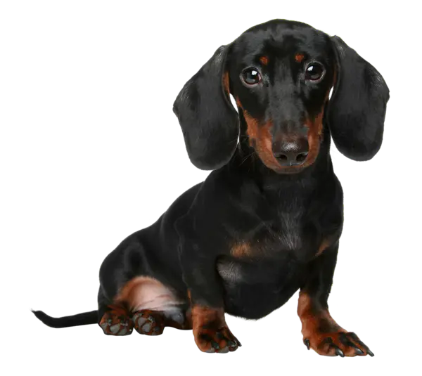 【PNG素材网-png.mixinnet.cn】狗狗(85)