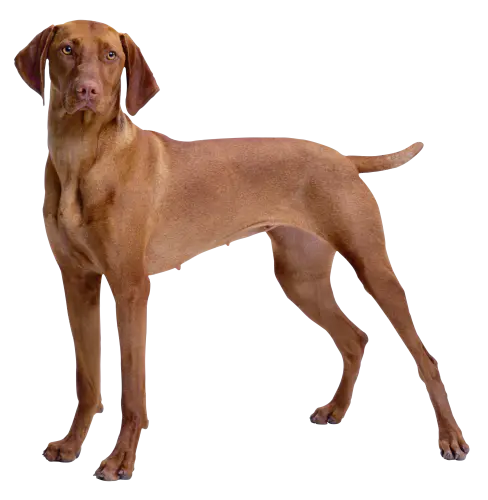 【PNG素材网-png.mixinnet.cn】狗狗(78)