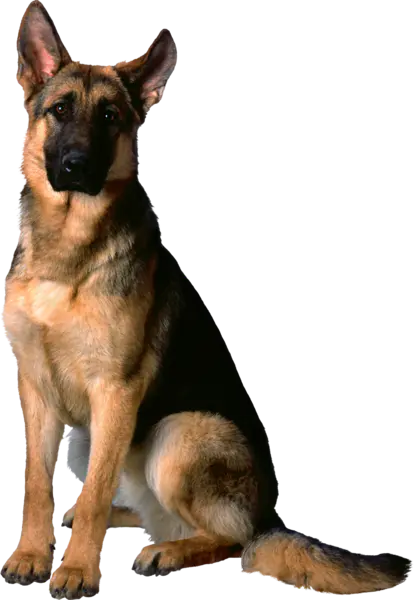 【PNG素材网-png.mixinnet.cn】狗狗(52)